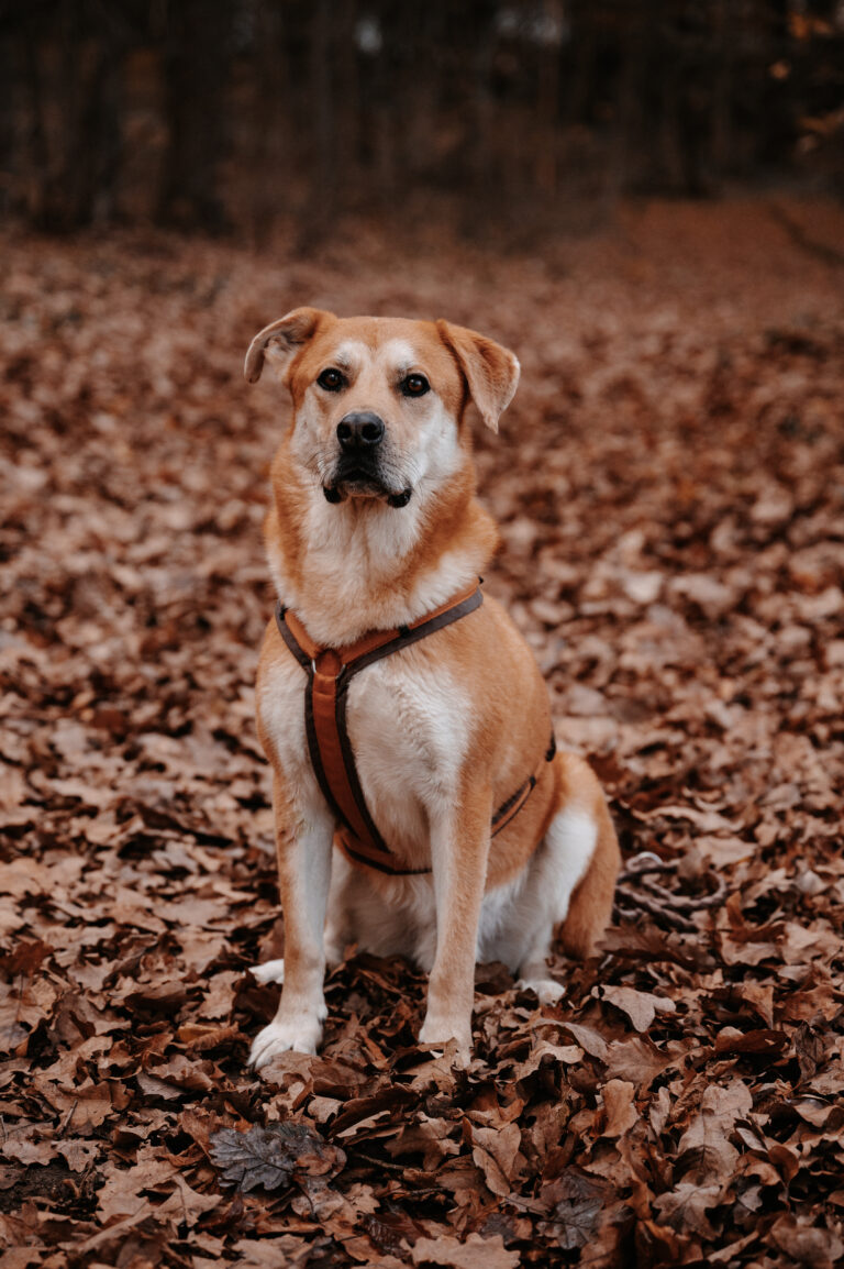 Leo, Hund von Vanessa Prey